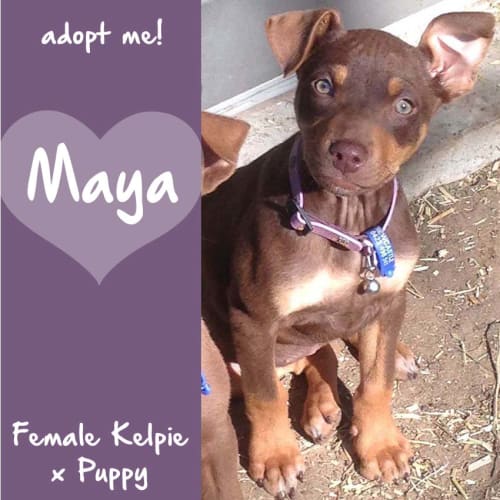 Maya ~ Kelpie x puppy (on trial 30/8/2017)