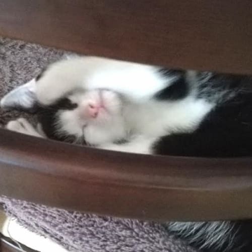 Hugo