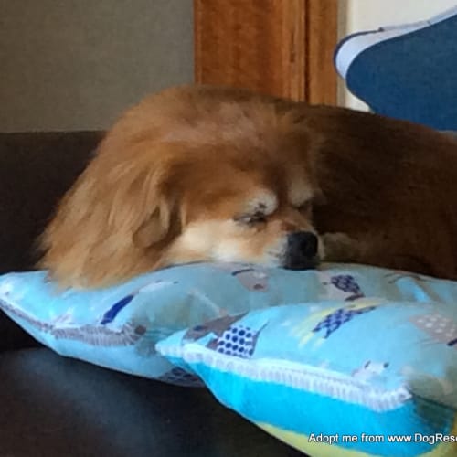 Bailey ~ Tibetan Spaniel, senior (trial 27/7/17)