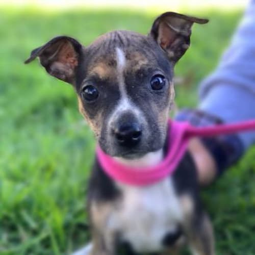 Aspen ~~Adoption Pending~~