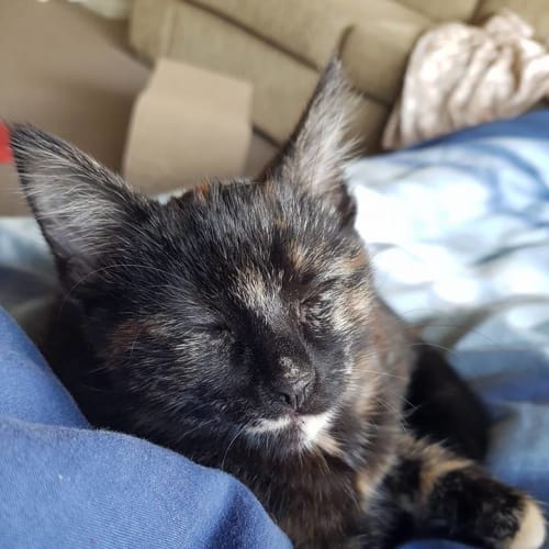 Evanna *2nd Chance Cat Rescue*