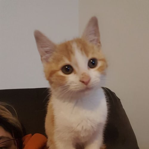 Sonia *2nd Chance Cat Rescue*