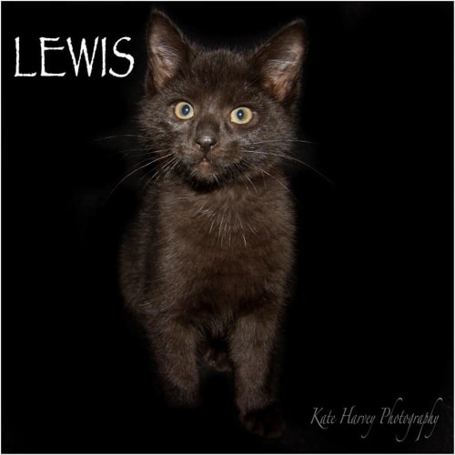 Lewis