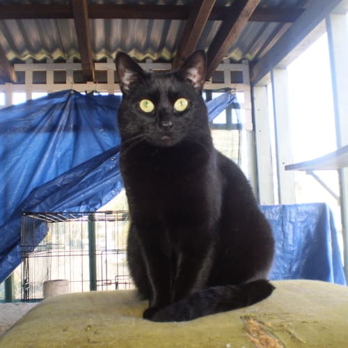Jedda