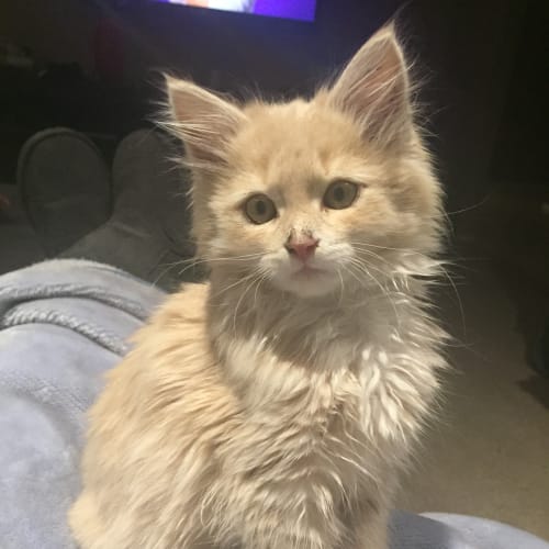Thor the fluffy! 