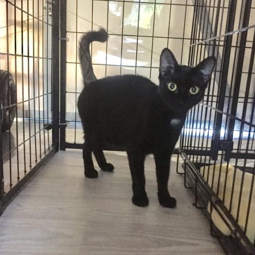 Ebony @ Squawks West Gosford