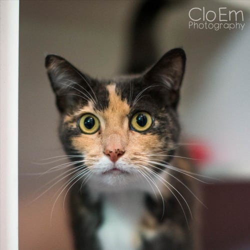 Neela