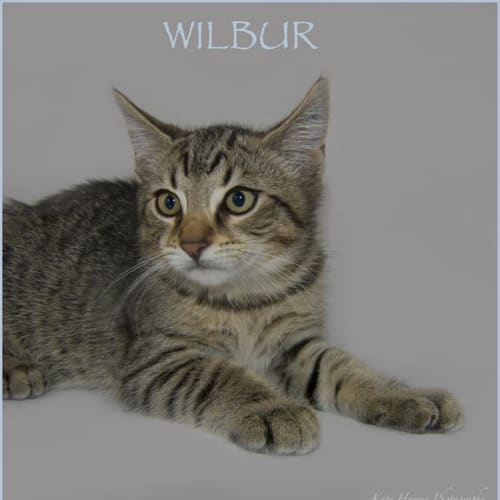 Wilbur