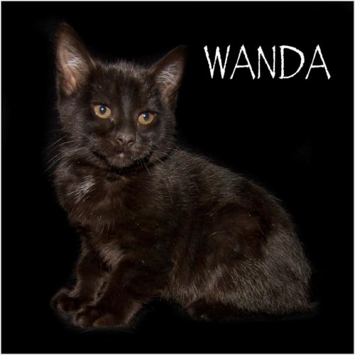 Wanda