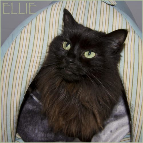 Ellie