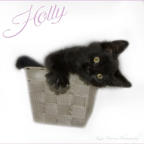 Holly