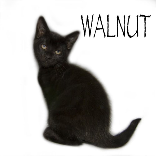 Walnut