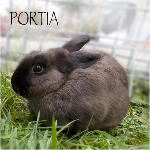 Portia