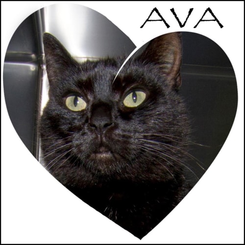 Ava