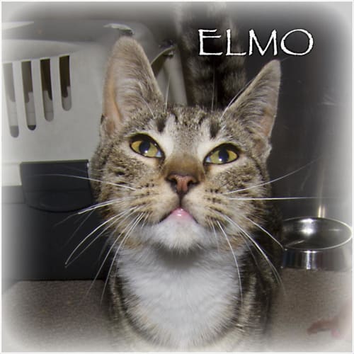 Elmo