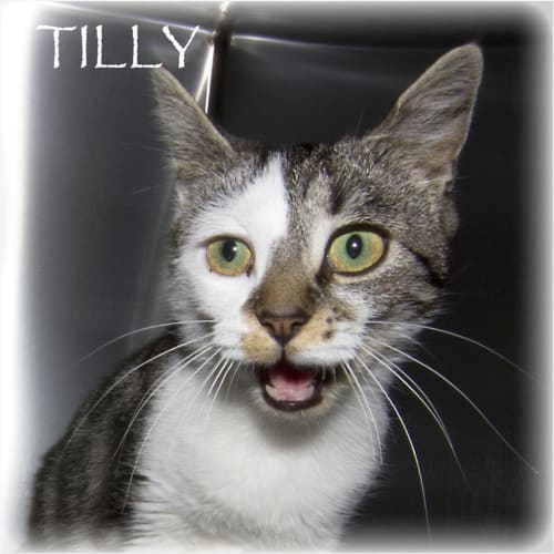 Tilly