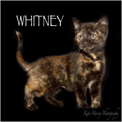 Whitney