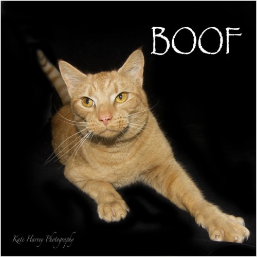 Boof