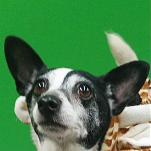 Bella