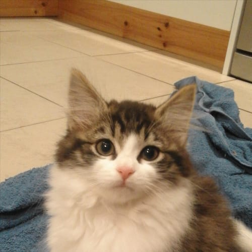 Dottie
