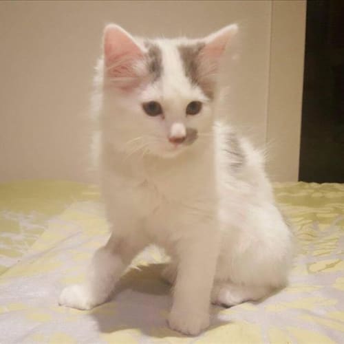 Pip