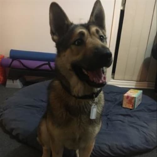 Nyssa Now Nala