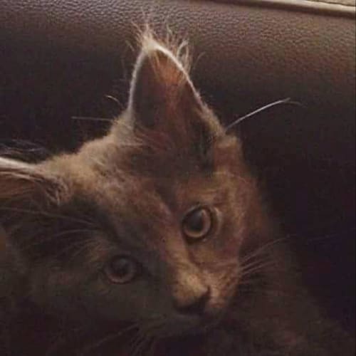 Fluff