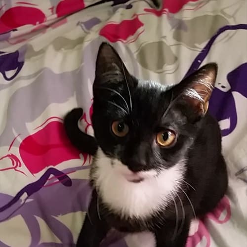 Sylvester