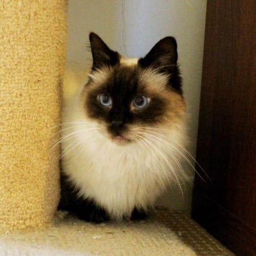 Stunning Samson