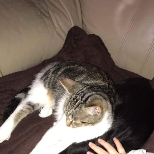 Leo