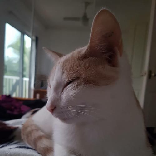 Louie