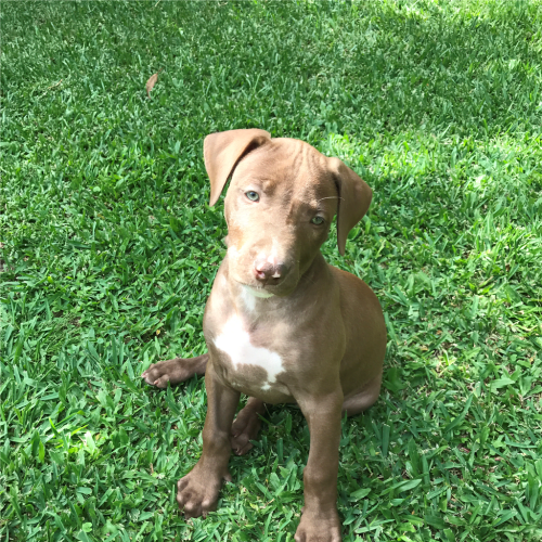 Dixie