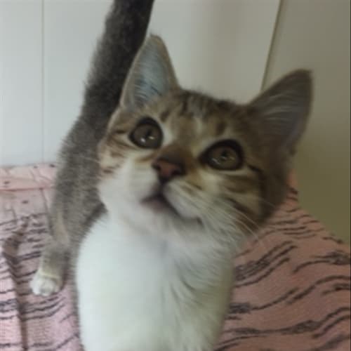 Bonita