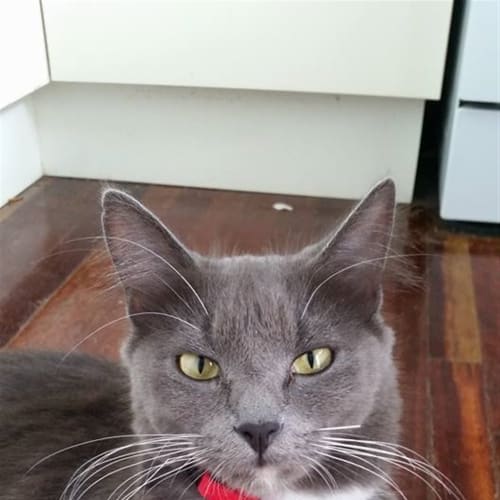 Sadie