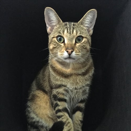 Gilligan