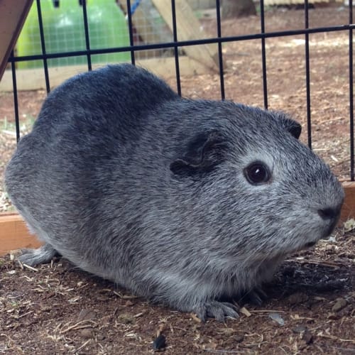 No photo for Smokey