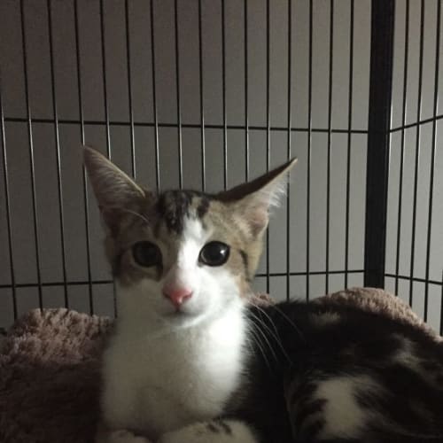 Skyes adoption pending