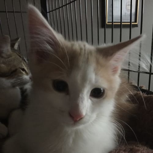 Hattie  adoption pending