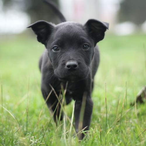 Cooper