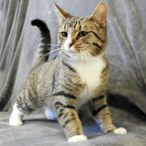 Simon