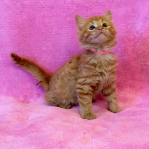 Peaches