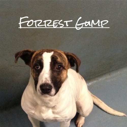 Forrest Gump