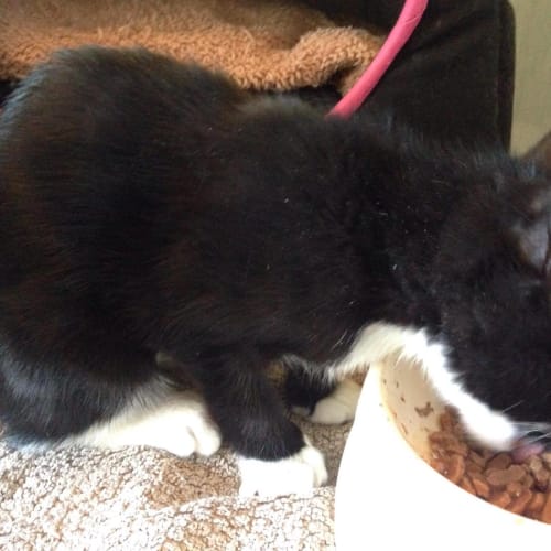 Doodle Bug *2nd Chance Cat Rescue*