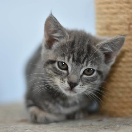 Duchess Grey ***2nd Chance Cat Rescue***