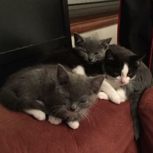 Sox