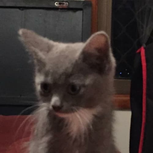 Mitsi 