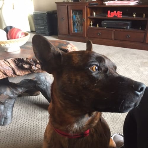 Rocket .. doesnt bark,  dig, destroy or jump