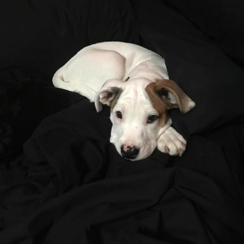 Daisy Bell