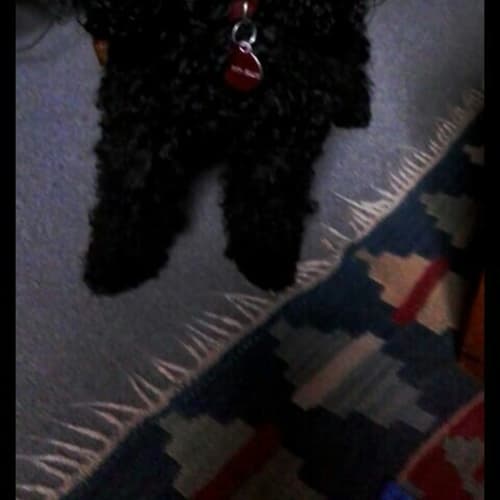 Dior ... sweetest girl