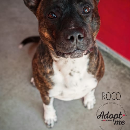 Roco